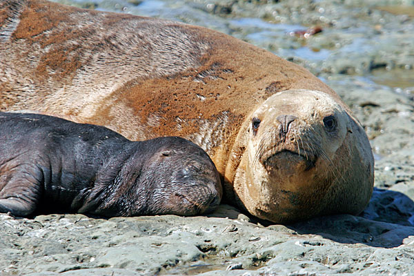 Les juveniles sont noires.